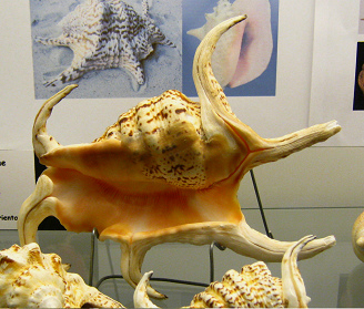 Lambis chiragra arthritica,
                                  primer plano 03