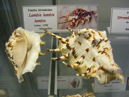 Lambis lambis lambis