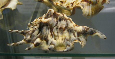 Lambis lambis lambis, primer plano