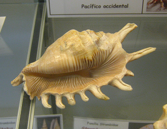 Lambis millipeda, Totale, primer
                                  plano 01