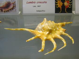 Lambis crocata, primer plano