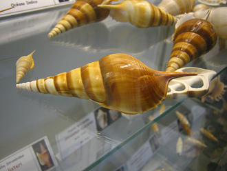 Tibia powisi, primer plano