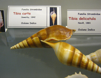 Tibia curta