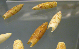 Terebellum terebellum, primer
                                  plano 01