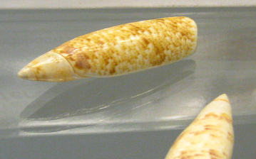 Terebellum terebellum, primer
                                  plano 02