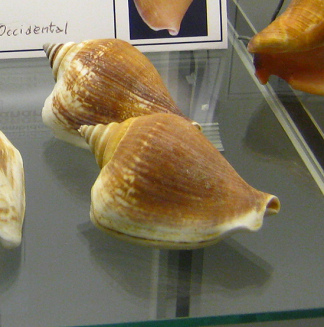 Strombus canarium, primer plano
                                  03