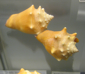 Strombus pugilis, primer plano