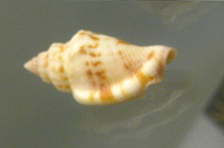 Strombus rugosus, primer plano