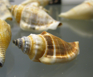 Strombus klineoreum, primer plano
                                  01