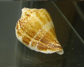 Strombus marginatus, primer plano