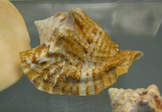 Strombus raninus, primer plano
