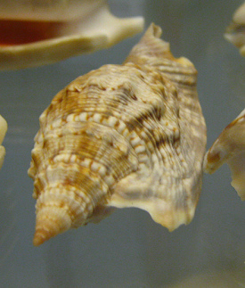 Strombus aurisdianae, primer plano 01
