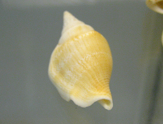 Strombus vitatus vitatus, primer plano