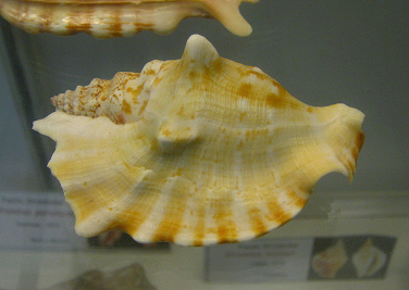 Strombus sinuatus, primer plano 01