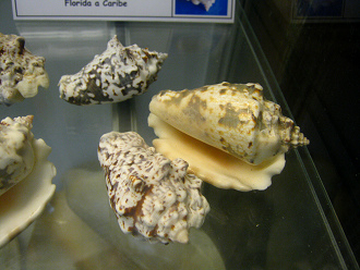 Strombus lentiginosus, primer plano