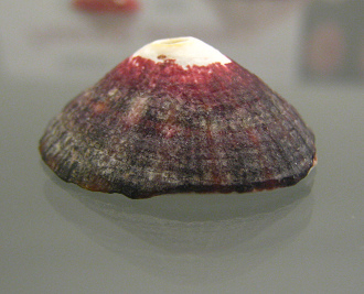 Fissurella nigra, peruviana, primer
                          plano