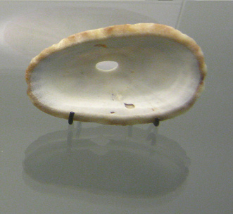 Fissurella cumingi, primer plano
                                  02