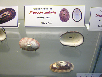 Fissurella limbata