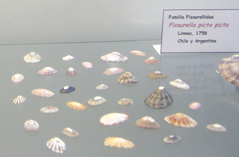 Fissurella picta picta 02, grupo grande