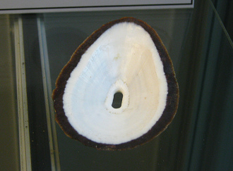 Fissurella pulchra, primer plano
                                  02