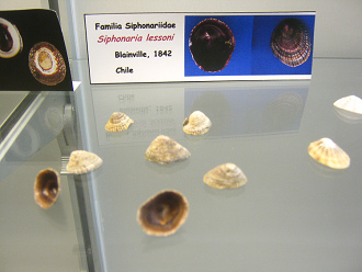 Siphonaria lessoni, vista total