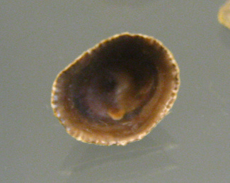 Siphonaria lessoni, primer plano 01