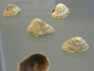 Siphonaria lessoni, primer plano 03,
                          grupo