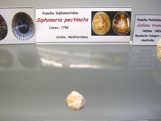 Siphonaria pectinata