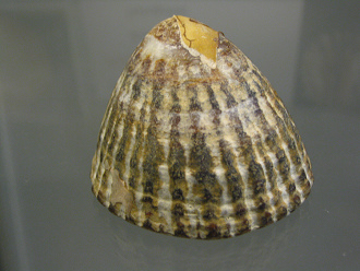 Nacella deaurata, primer plano