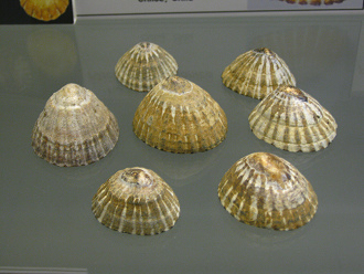 Nacella magellanica, primer plano
                                  01, grupo