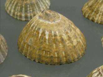 Nacella magellanica, primer plano
                                  02