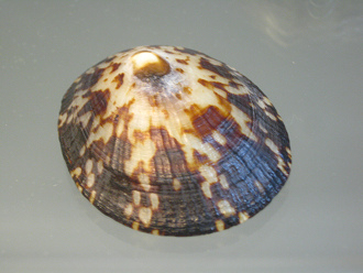 Cellana testudinaria, primer
                                  plano 01