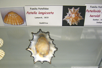 Patella longicosta