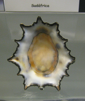 Patella longicosta, primer plano