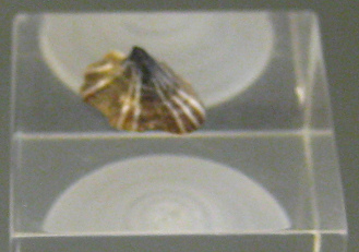 Patelloida pigmaea heroldi, primer plano