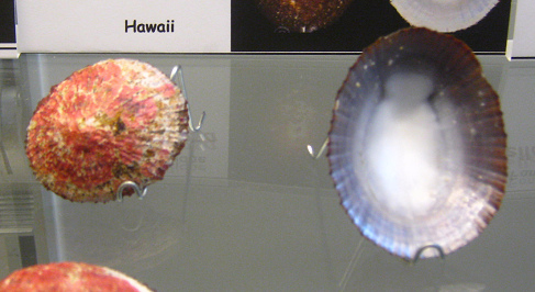 Cellana talcosa, primer plano