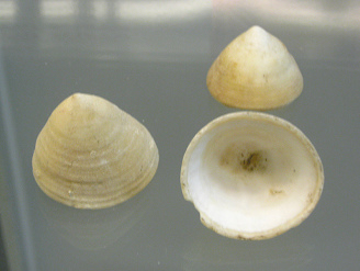 Scurria scurra, primer plano 01,
                                  grupo