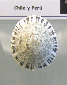 Scurria viridula, primer plano
                                  02