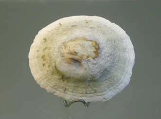 Scurria parasitica, primer plano