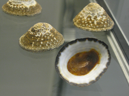 Lottia orbignyi, primer plano
                                    01, grupo