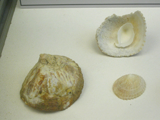 Crucibulum quiriquinae, primer plano,
                          grupo