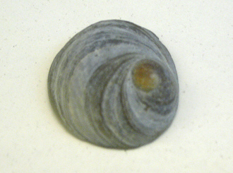 Sigapatella novaezandiae, primer
                                  plano 02