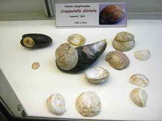 Crepipatella dilatata