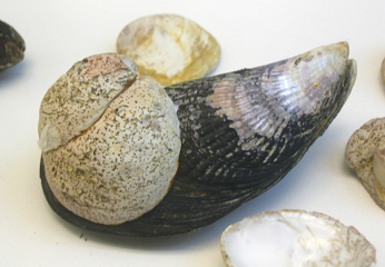 Crepipatella dilatata, primer
                                  plano 02