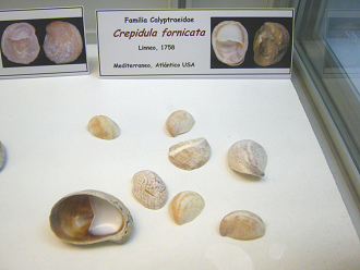 Crepidula fornicata