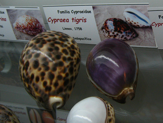 Cypraea tigris, Tafel