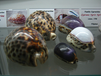 Cypraea tigris, Tafel, Totale