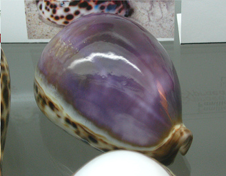 Cypraea tigris, primer plano 02