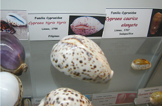 Cypraea tigris tigris, Tafel