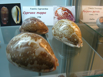 Cypraea mappa, Totale